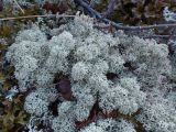 Cladonia portentosa. Слоевище на почве. Казахстан, Восточно-Казахстанская обл., Западно-Алтайский заповедник, Линейский хребет, останцы Каменная сказка, ≈ 1900 м н.у.м., горная тундра. 18.09.2017.