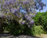 Bolusanthus speciosus