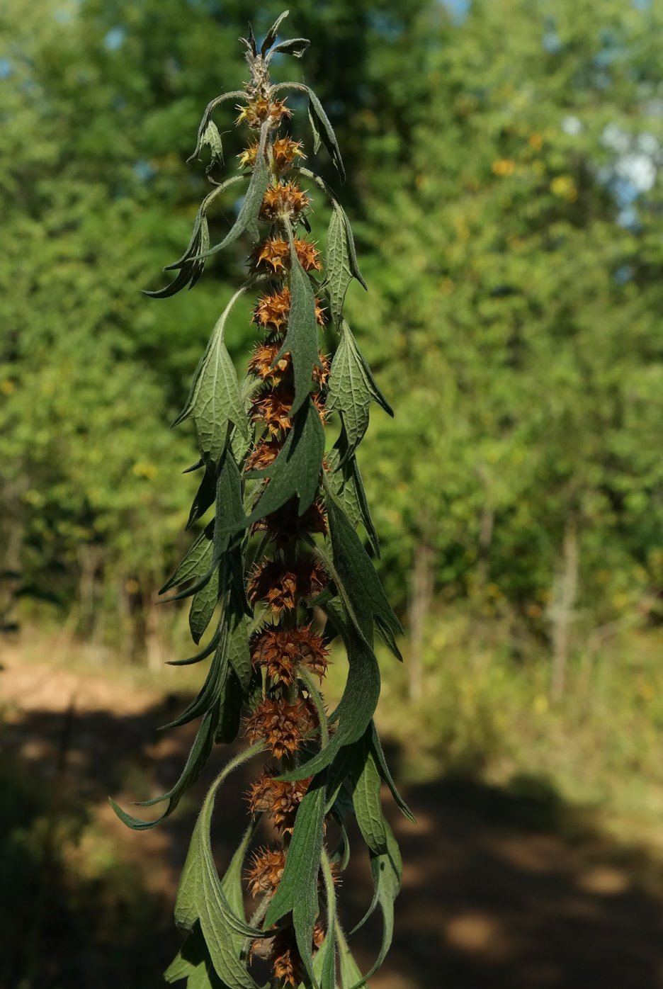 Изображение особи Leonurus quinquelobatus.