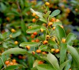 Pyracantha