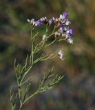 Limonium caspium