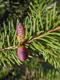 Picea × fennica. Часть побега с микростробилами. Марий Эл, г. Йошкар-Ола, Центральный парк. 19.05.2017.