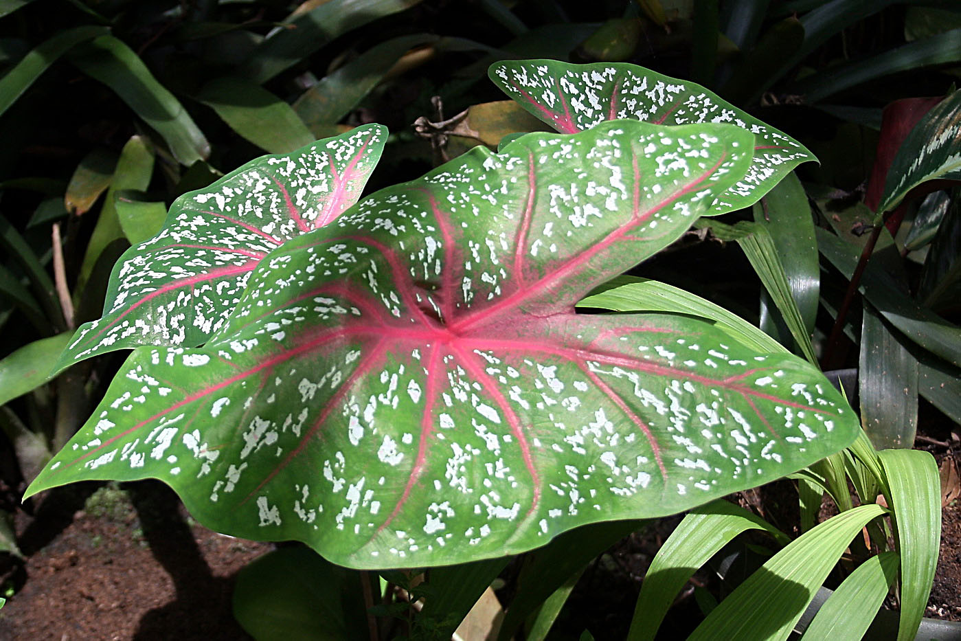 Image of Caladium bicolor specimen.