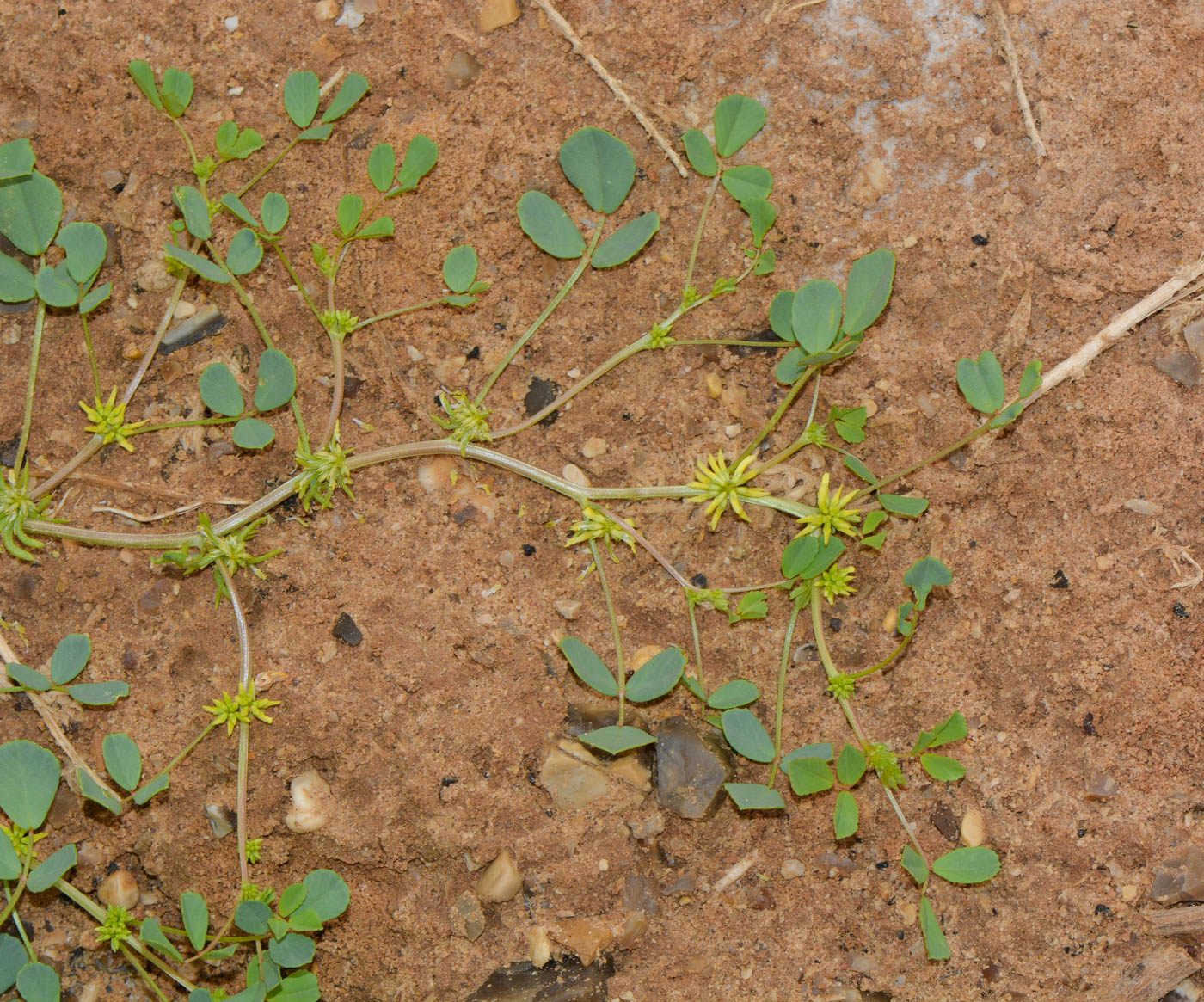 Изображение особи Trigonella stellata.