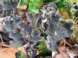 Peltigera canina. Слоевища с апотециями. Коми, Сыктывдинский р-н, окр. ст. Язель, сосновый лес, край куртины зелёных мхов среди беломошника. 05.09.2008.