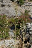 Staphisagria macrosperma. Верхушки плодоносящих растений. Греция, о-в Крит, ном Ханья (Νομός Χανίων), дим Сфакион (Δήμος Σφακίων), деревня Агия-Румели (Αγιά Ρουμέλη), рудеральное местообитание у обочины дороги. 26 июня 2017 г.