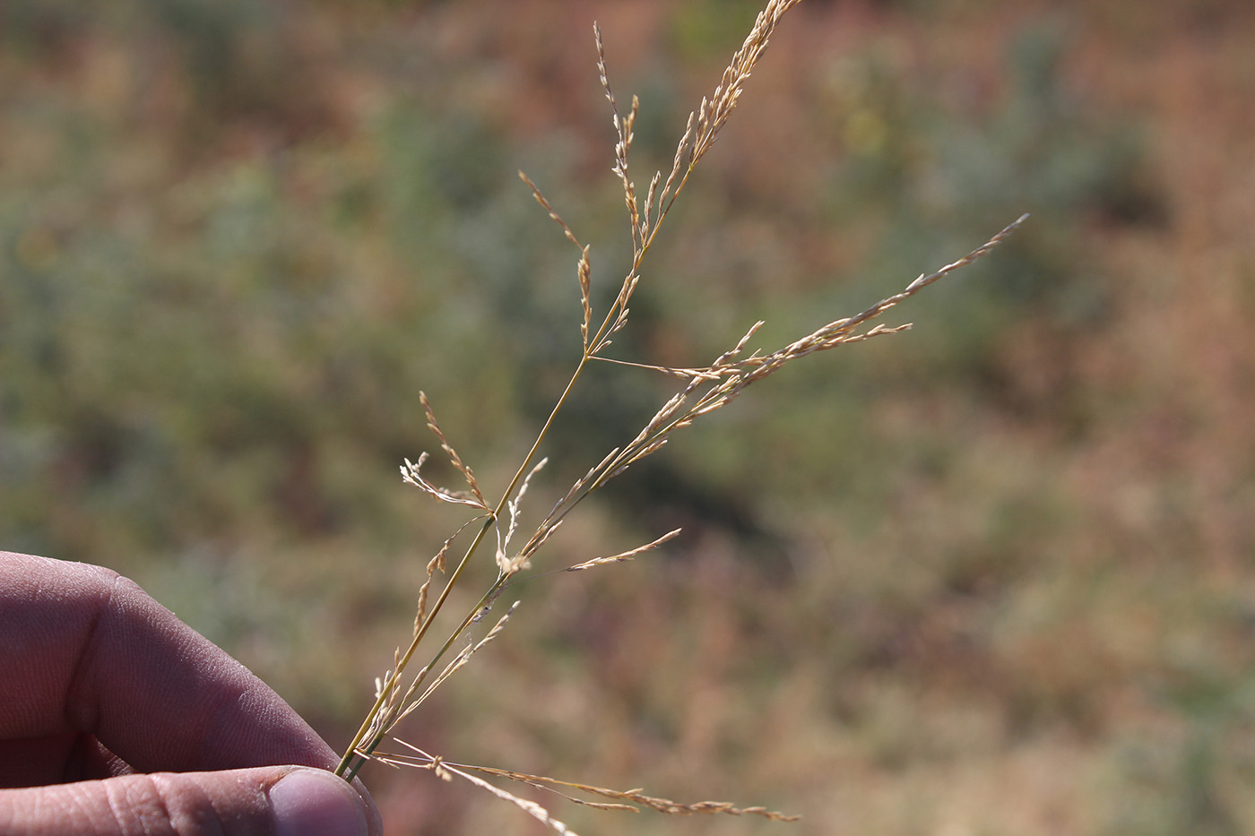 Image of genus Puccinellia specimen.