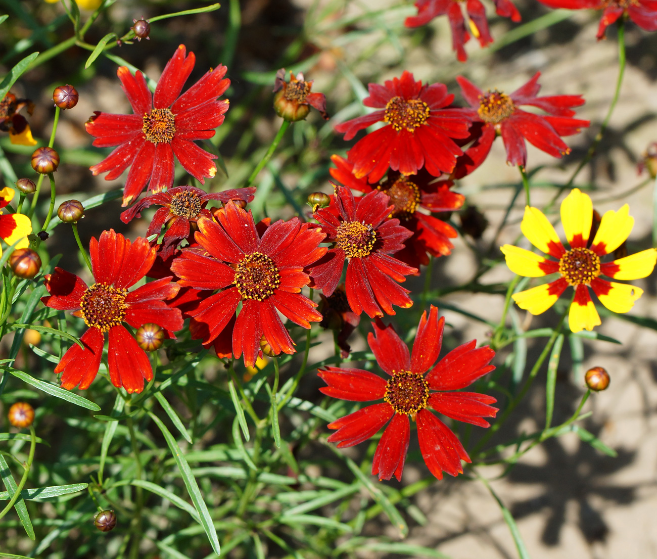 Image of Coreopsis tinctoria specimen.