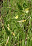 Vicia hybrida