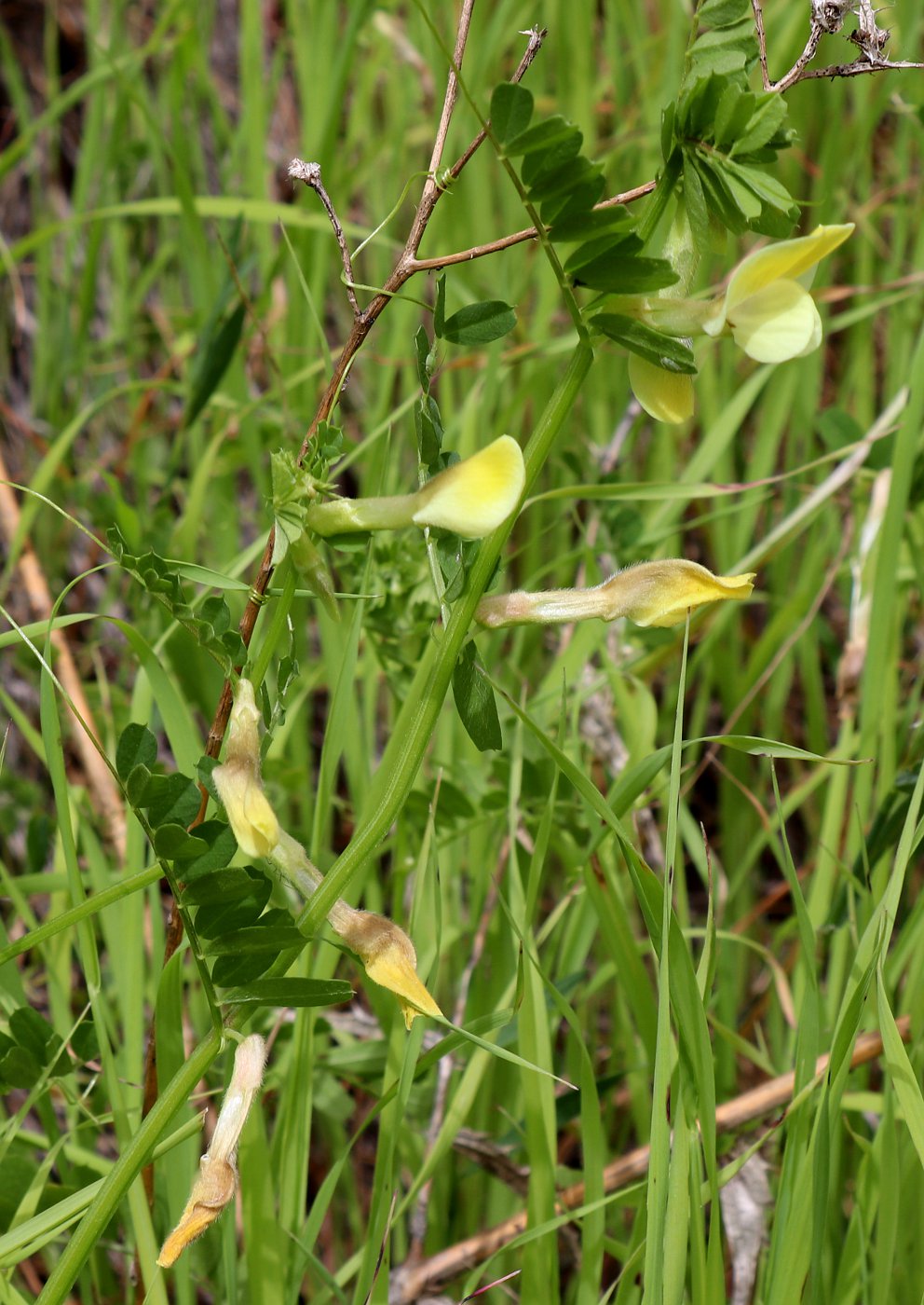 Изображение особи Vicia hybrida.