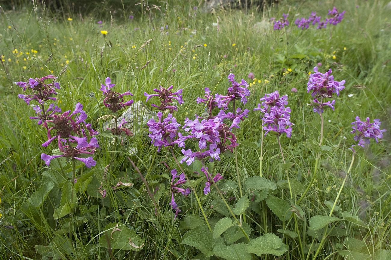 Изображение особи Betonica macrantha.