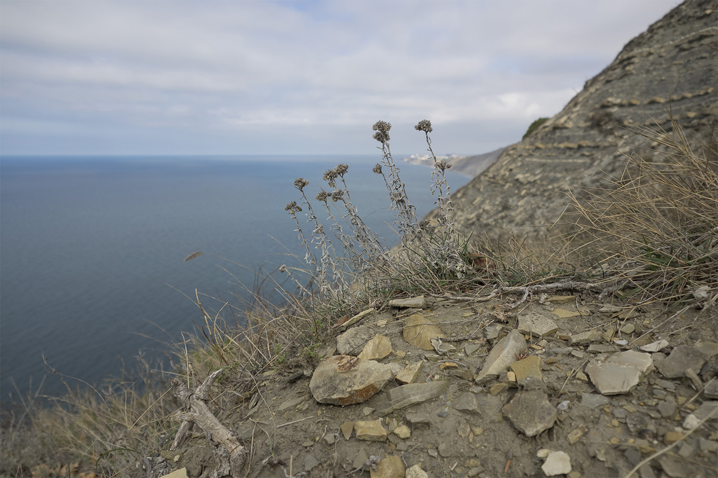 Image of Helichrysum arenarium specimen.