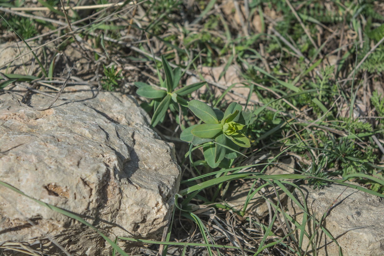 Изображение особи род Euphorbia.