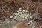 genus Cladonia