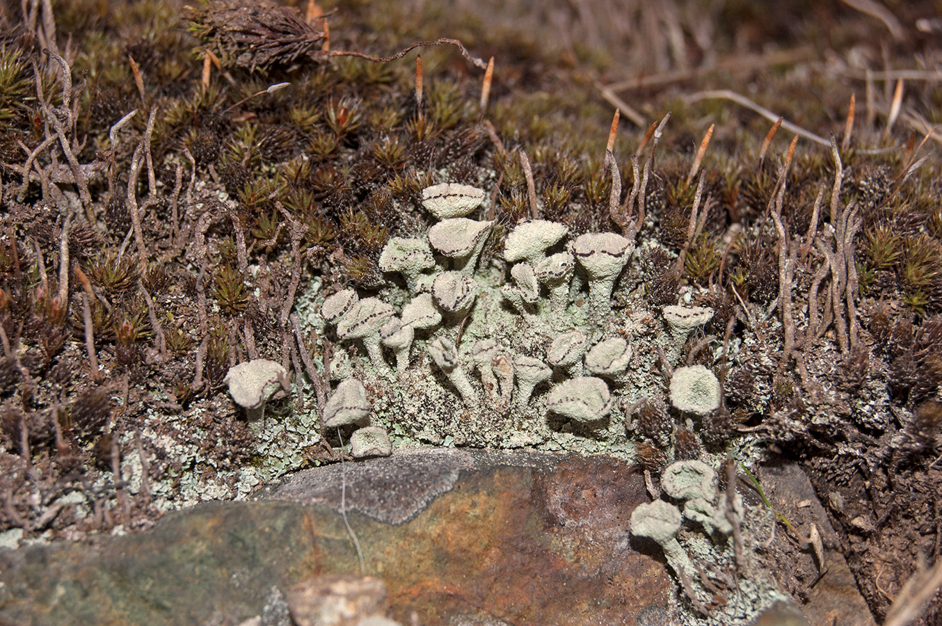 Изображение особи род Cladonia.