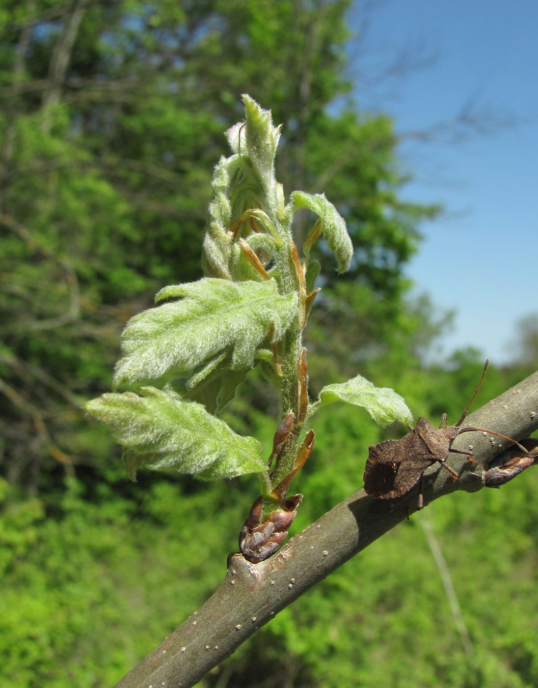 Изображение особи Quercus pubescens.