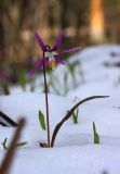 Erythronium sibiricum