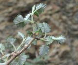Scutellaria granulosa