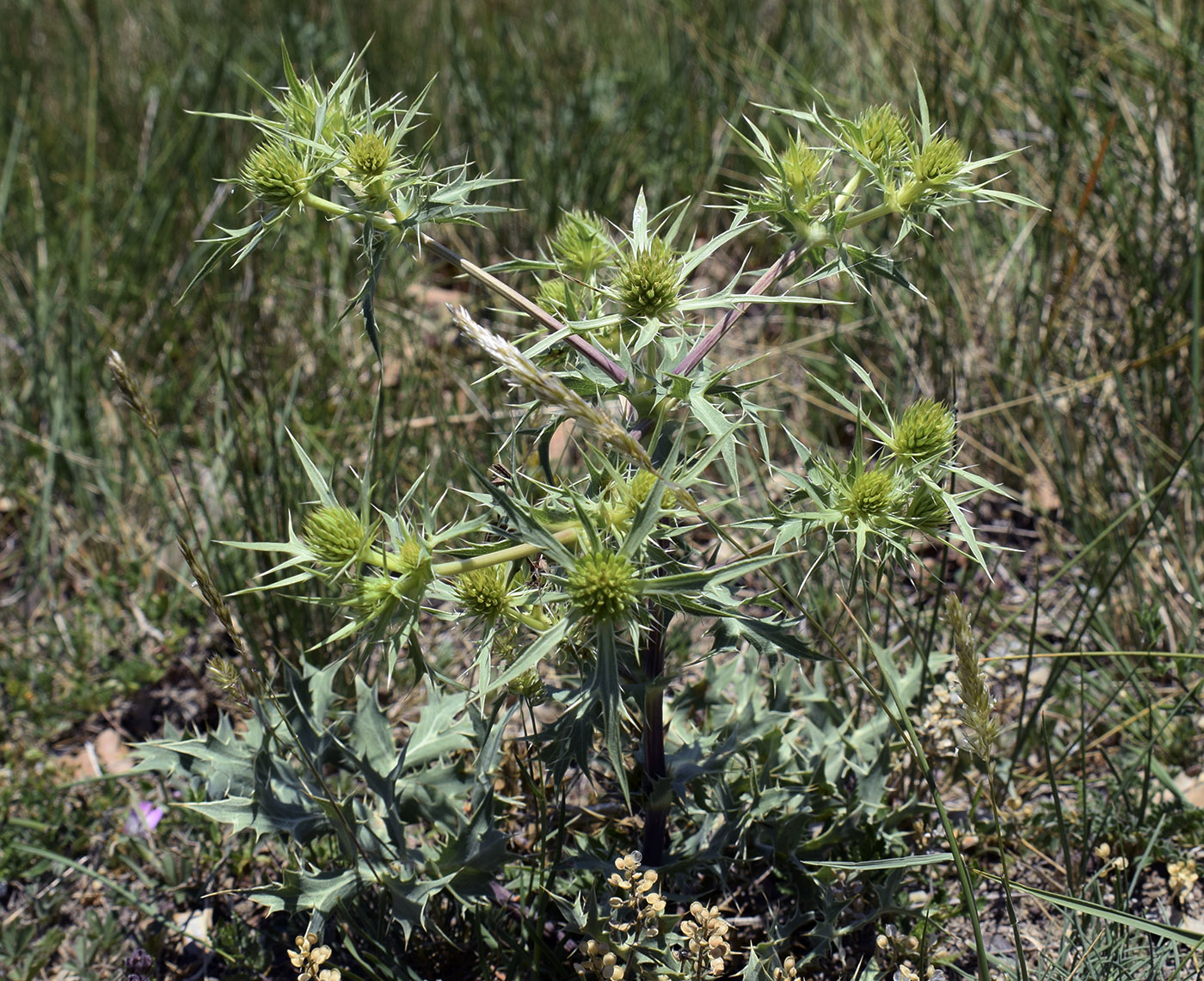 Image of Eryngium campestre specimen.