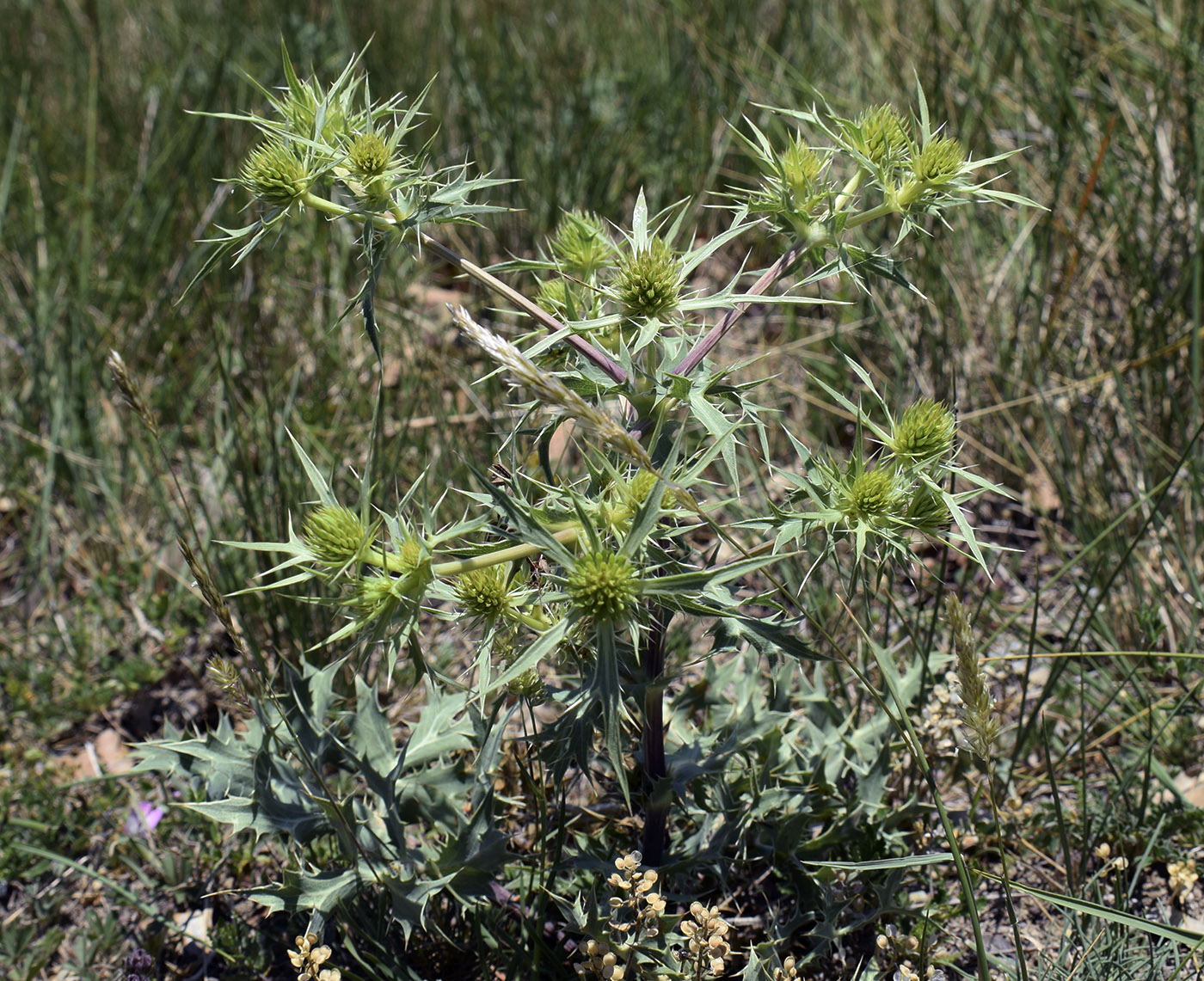 Изображение особи Eryngium campestre.