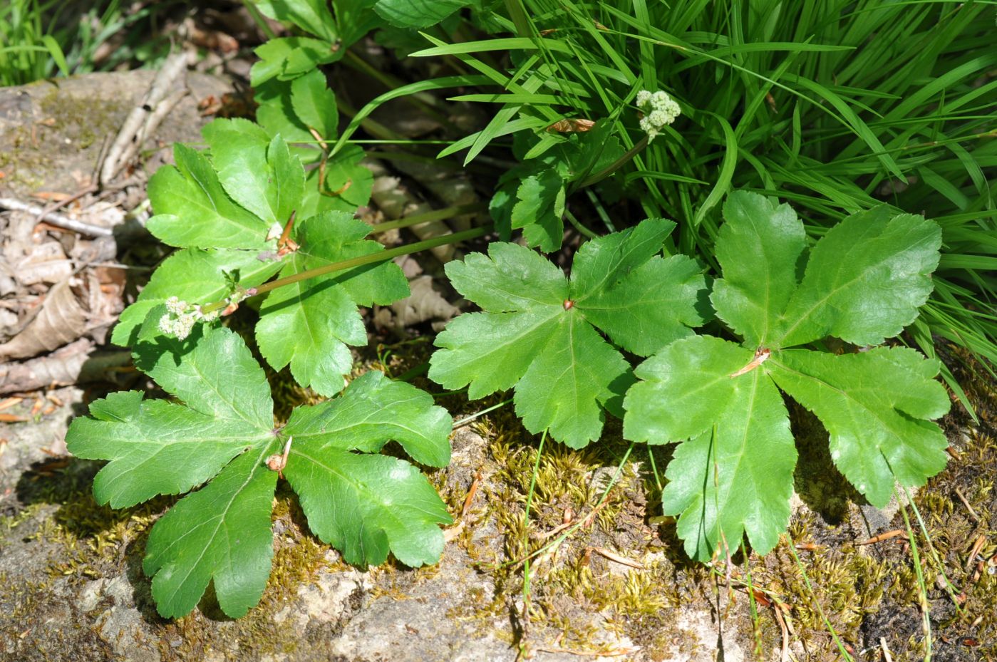 Image of Sanicula europaea specimen.