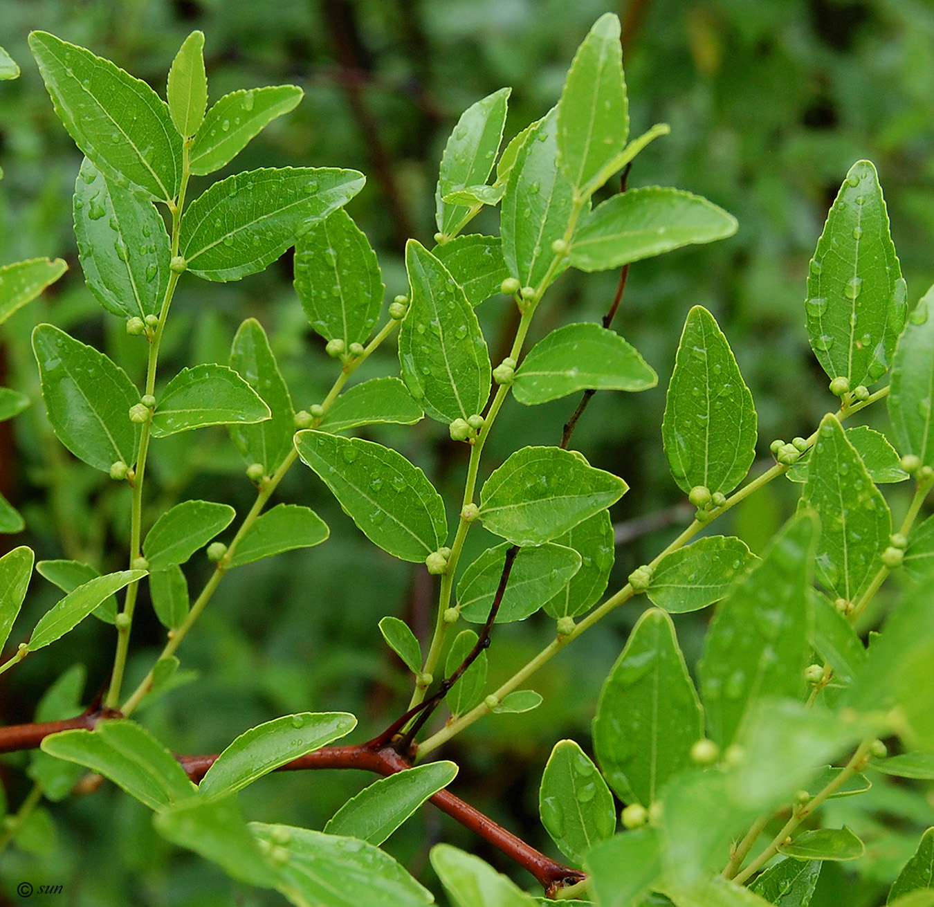 Image of Ziziphus jujuba specimen.