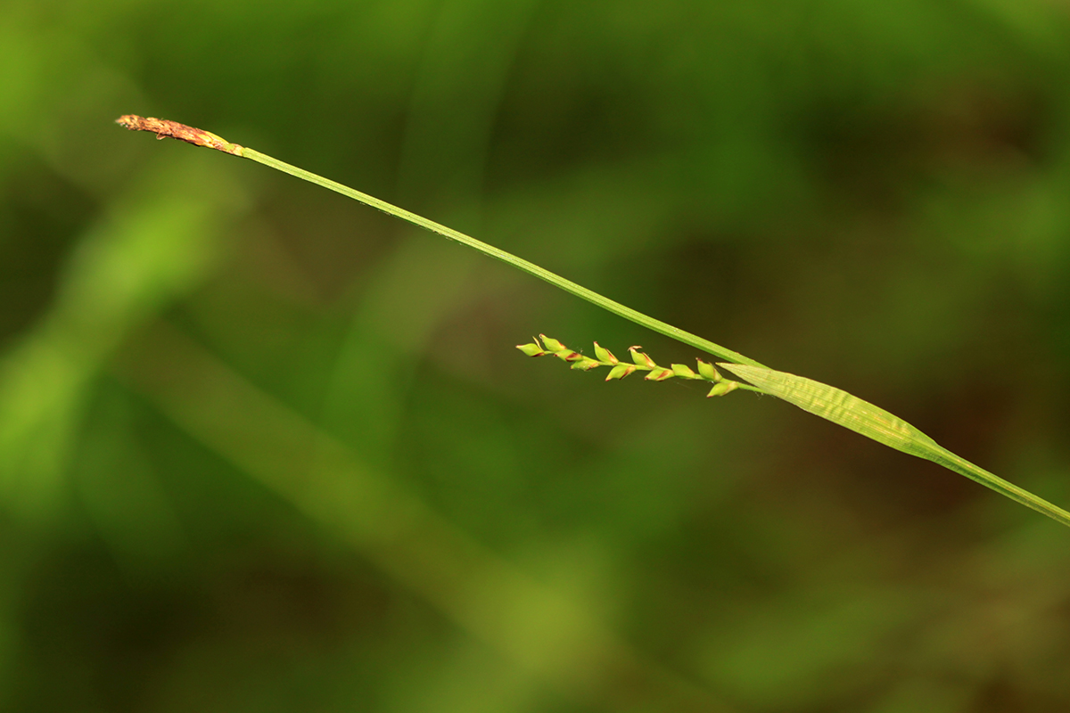 Изображение особи Carex campylorhina.