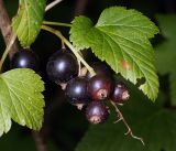 Ribes nigrum