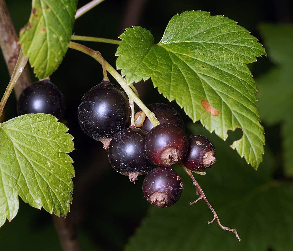 Image of Ribes nigrum specimen.