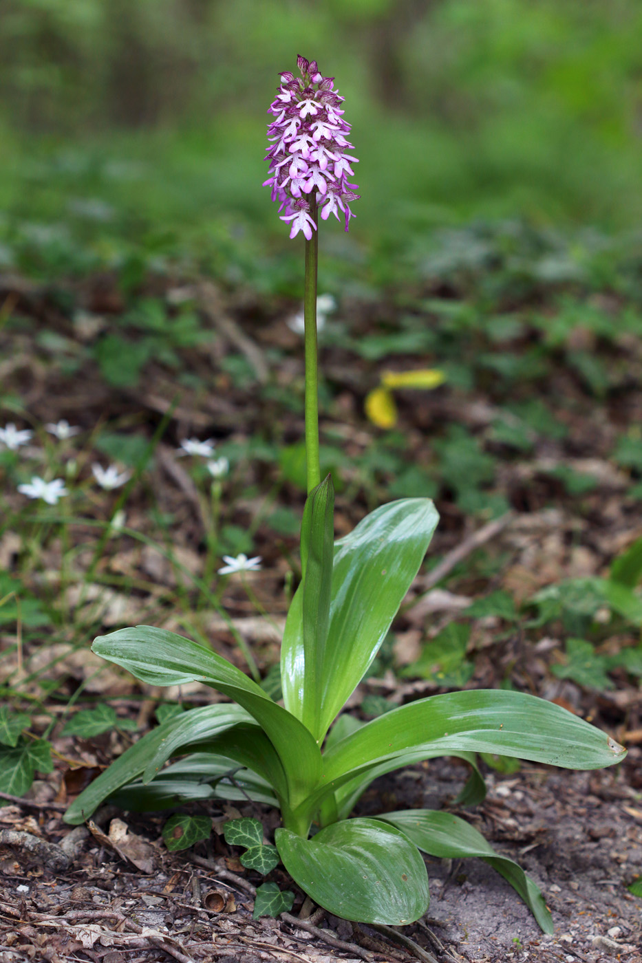 Image of Orchis purpurea ssp. caucasica specimen.