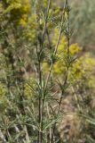 Galium verum