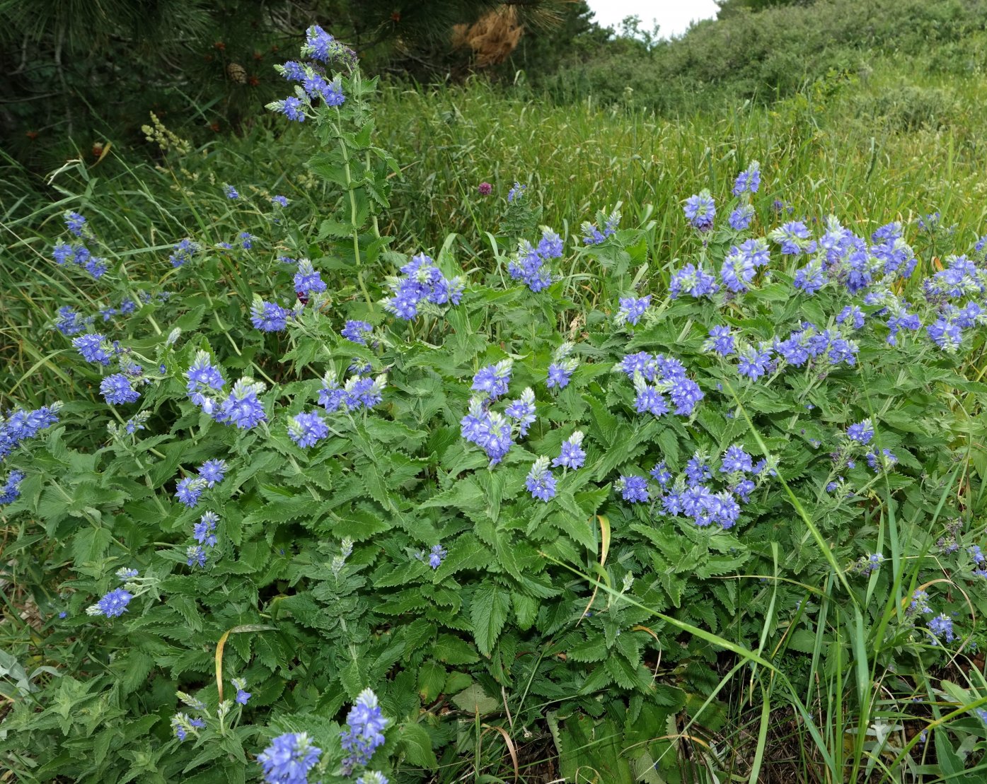 Image of Veronica teucrium specimen.