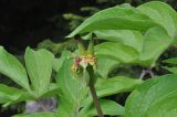 Paeonia macrophylla. Завязь и части листьев. Грузия, Боржоми-Харагаульский национальный парк, маршрут №1; гребень горного отрога, край поляны рядом с Picea orientalis ≈ 1850 м н.у.м. 26.05.2018.