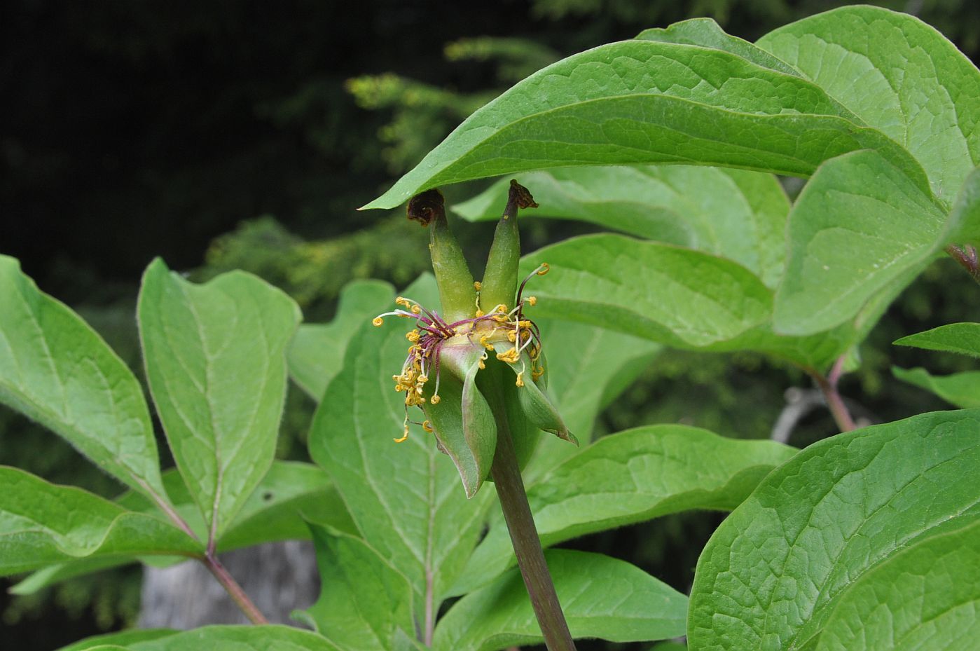 Image of Paeonia macrophylla specimen.