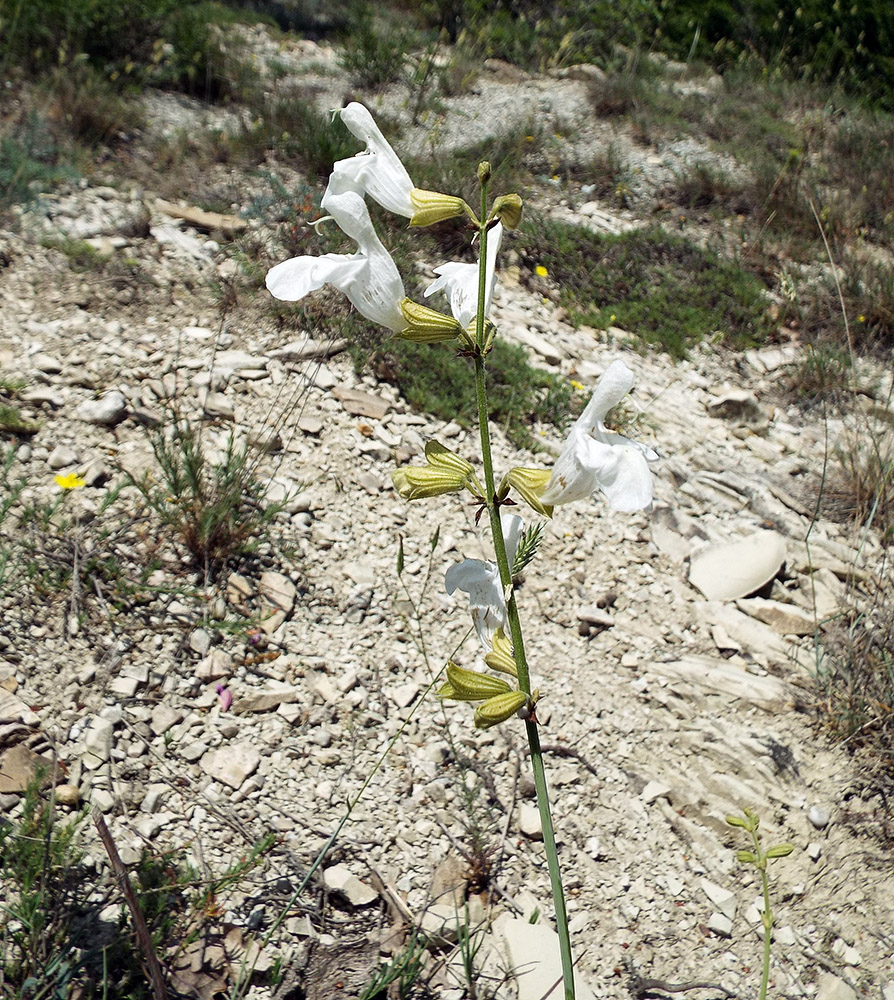 Image of Salvia ringens specimen.