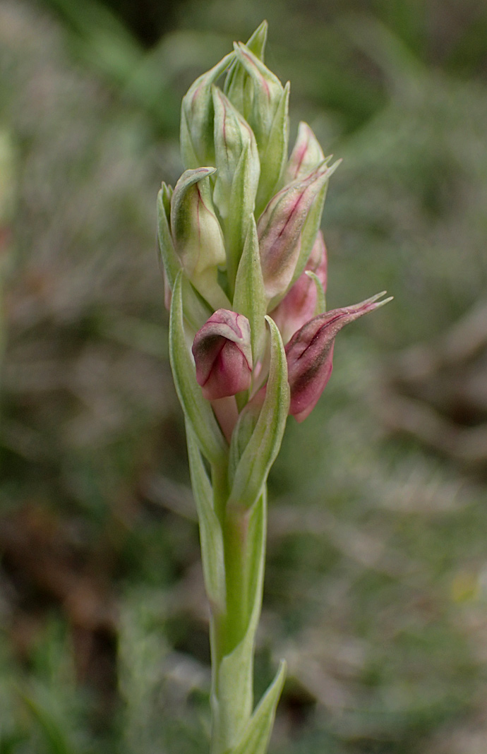 Изображение особи Anacamptis sancta.