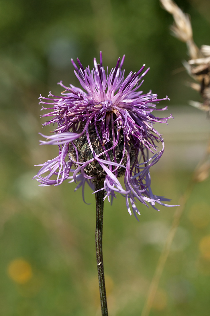 Image of Centaurea scabiosa specimen.