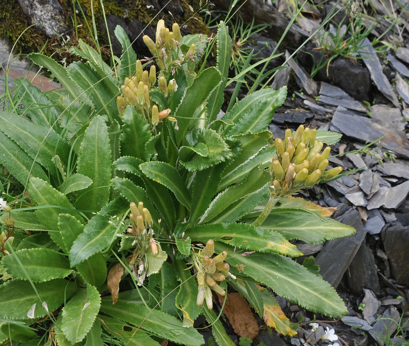 Image of Primula bayernii specimen.