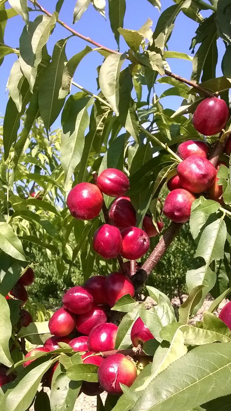 Изображение особи Persica vulgaris var. nectarina.