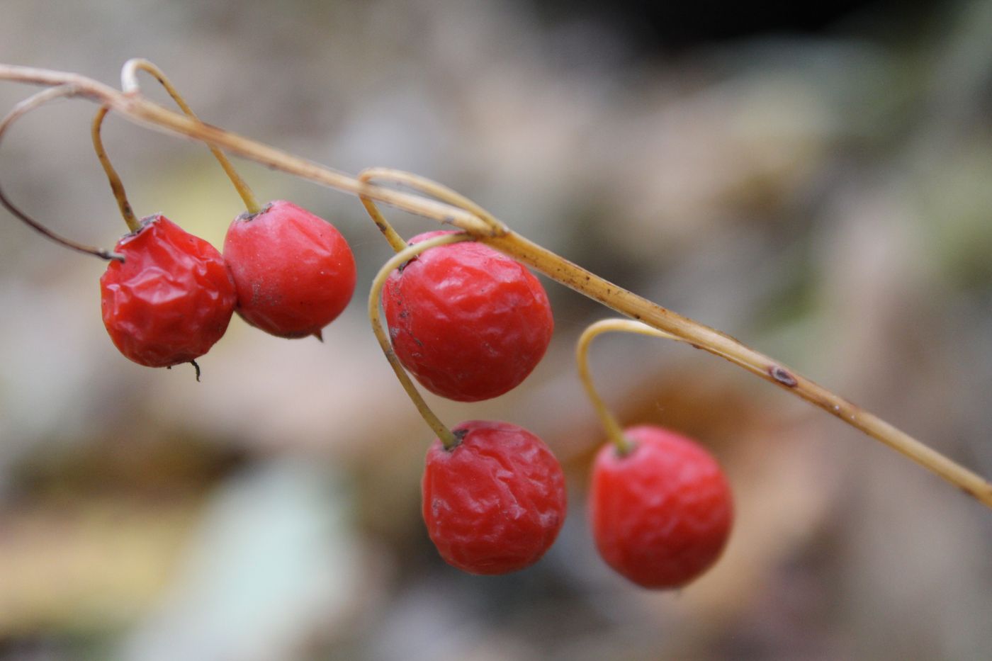 Image of Convallaria majalis specimen.