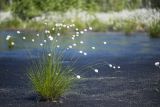 Eriophorum vaginatum