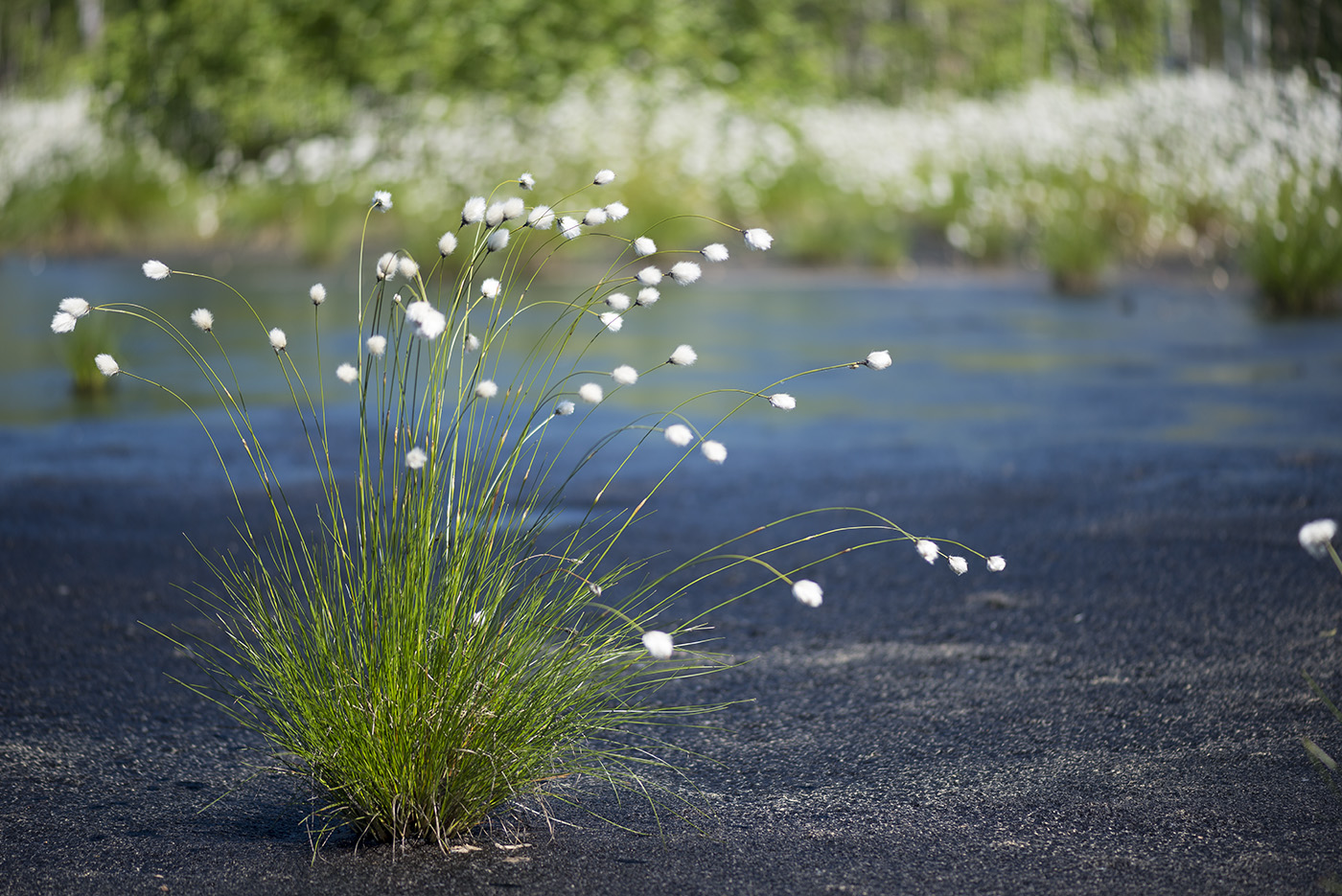 Изображение особи Eriophorum vaginatum.