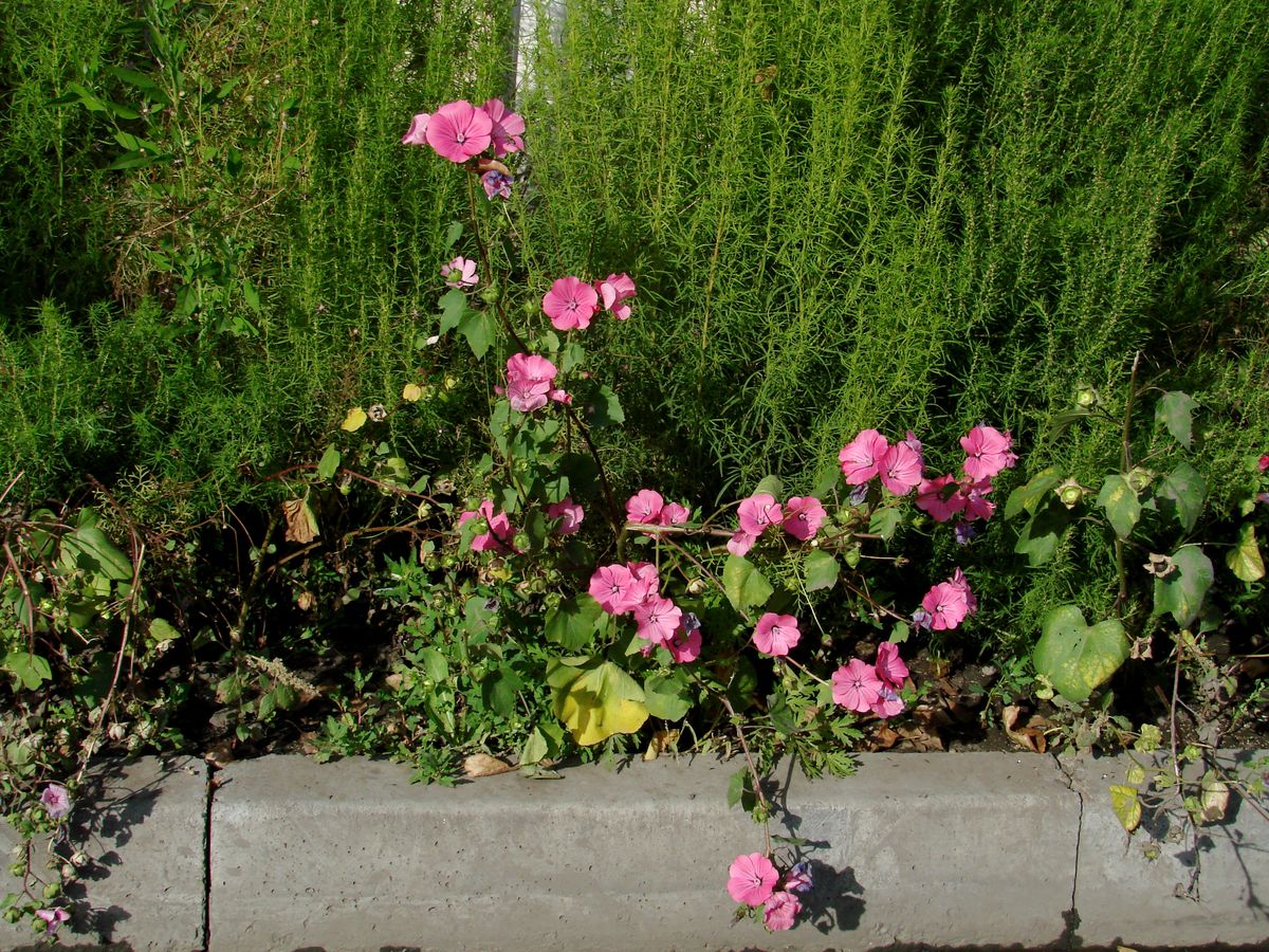 Image of Malva trimestris specimen.