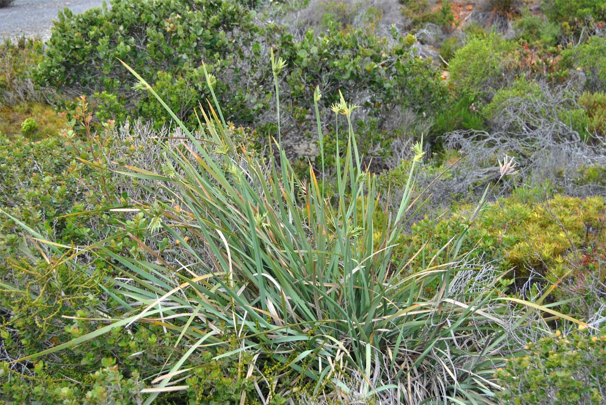 Image of Bobartia longicyma specimen.