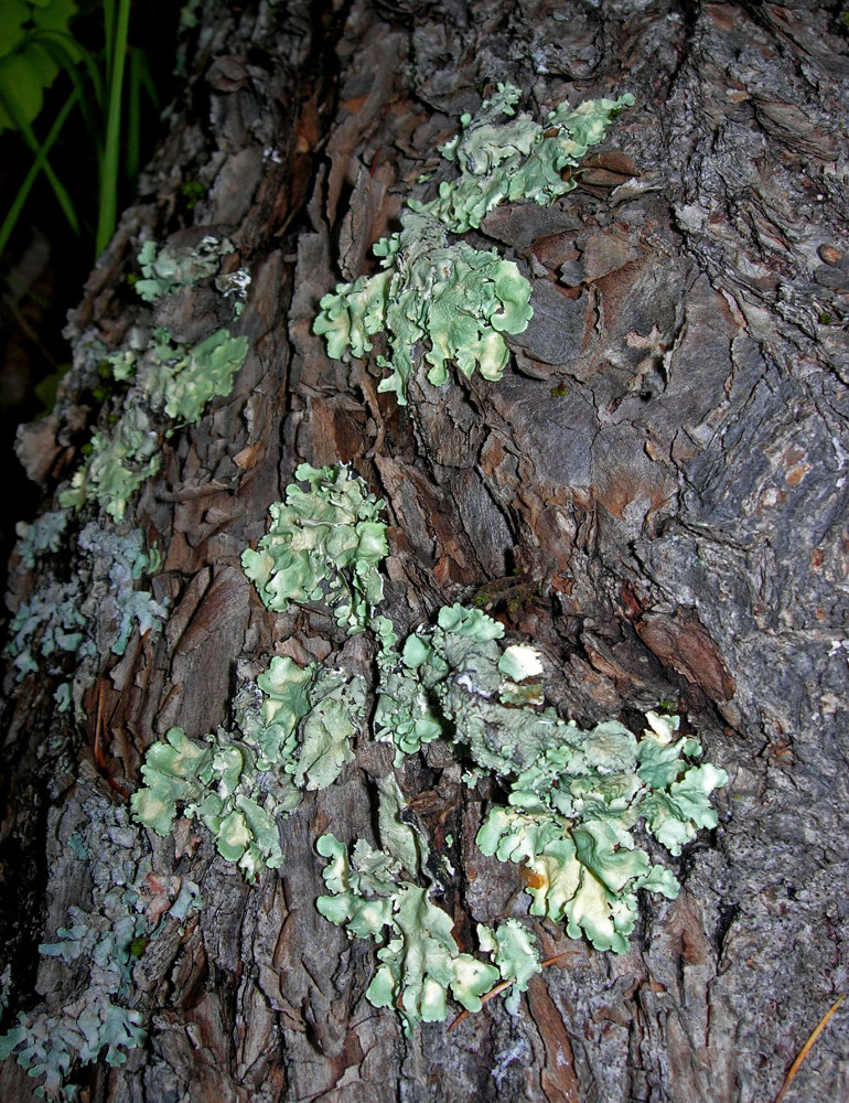 Image of division Ascomycota specimen.