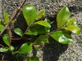 Salix arctica