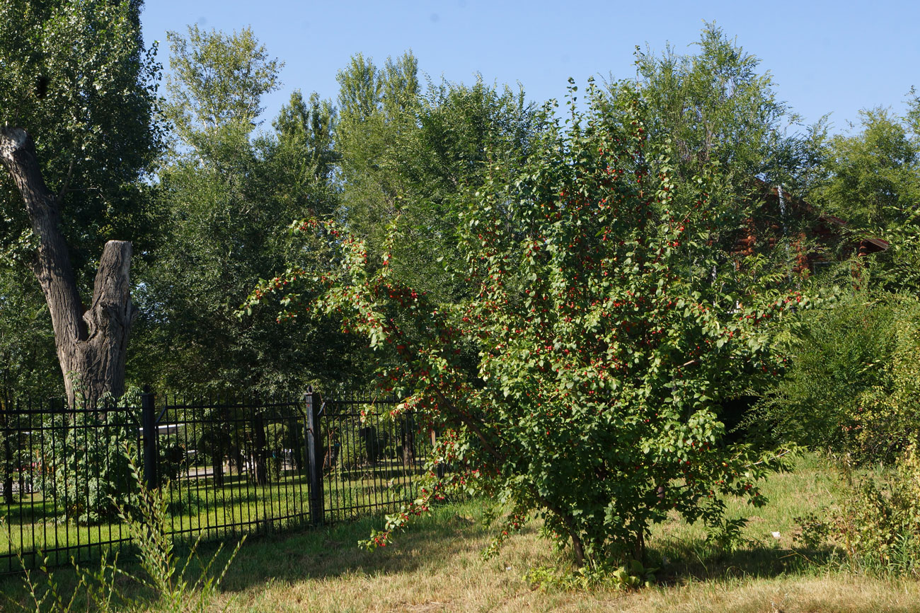 Image of Malus prunifolia specimen.