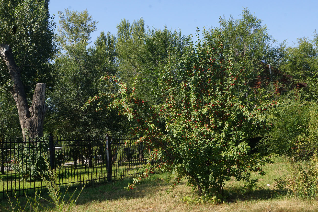 Изображение особи Malus prunifolia.