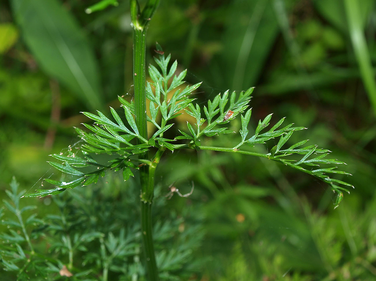 Изображение особи Selinum carvifolia.