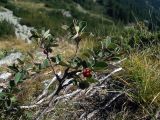 Cotoneaster pyrenaicus